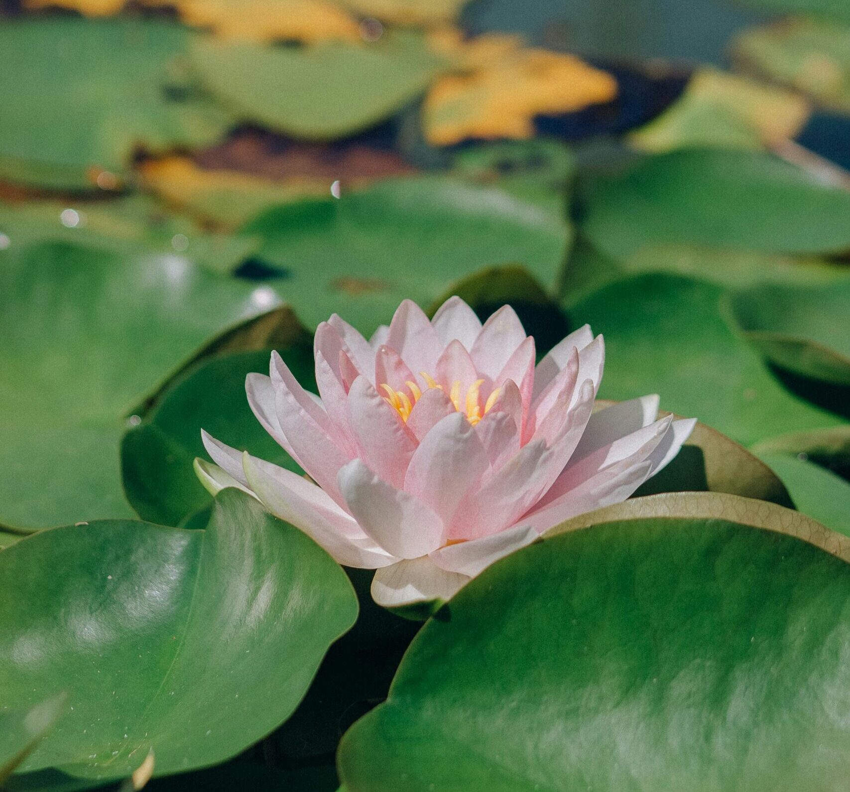 Peaceful pink water lily surrounded by lush green leaves in a calm pond.